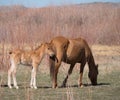 A Wild Buckskin Colored Mare and Her Colt Royalty Free Stock Photo