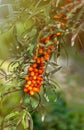 Buckthorn berries on the branch of sea-buckthorn tree. Photo closeup. Selective focus. Vertical crop