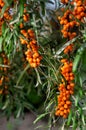 Buckthorn berries on the branch of sea-buckthorn tree. Photo closeup. Selective focus. Vertical crop