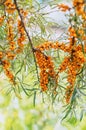 Buckthorn berries on the branch of sea-buckthorn tree. Photo closeup. Selective focus. Vertical crop