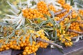 Buckthorn berries on branches