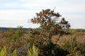 Buckthorn bush in a field