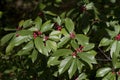 Buckthorn Bush with Red Berries - Rhamnus caroliniana