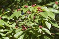 Buckthorn Bush with Red Berries - Rhamnus caroliniana