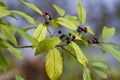 Buckthorn Bush with Red and Black Berries - Rhamnus caroliniana