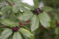 Buckthorn Bush with Red and Black Berries - Rhamnus caroliniana