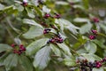 Buckthorn Bush with Red Purple and Black Berries - Rhamnus caroliniana