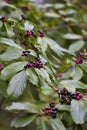 Buckthorn Bush with Red Purple and Black Berries - Rhamnus caroliniana