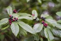 Buckthorn Bush with Red Purple and Black Berries - Rhamnus caroliniana