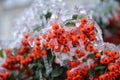 Buckthorn covered with ice