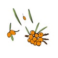 Buckthorn hand drawn illustration set. Buckthorn berry collection, yellow seaberry with leaves. sea buckthorn berry