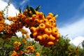 Buckthorn orange berries