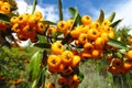 Buckthorn orange berries