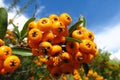 Buckthorn orange berries