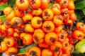 Buckthorn orange berries