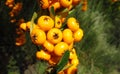 Buckthorn orange berries