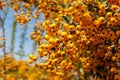 Buckthorn orange berry on a tree