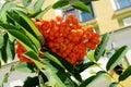 Buckthorn orange berry