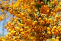 Buckthorn orange berry on a tree