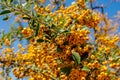 Buckthorn orange berry on a tree