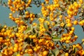 Buckthorn orange berry on a tree