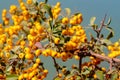 Buckthorn orange berry on a tree