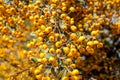 Buckthorn orange berry on a tree