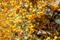 Buckthorn orange berry on a tree