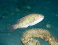 Bucktooth Parrotfish Royalty Free Stock Photo