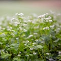 buckweed field in closeup Royalty Free Stock Photo