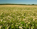 Buckwhead field