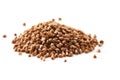 Buckwheat Royalty Free Stock Photo