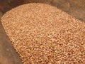 Buckwheat Royalty Free Stock Photo