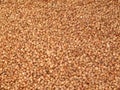 Buckwheat Royalty Free Stock Photo