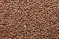 buckwheat background Close-up buckwheat background. Buckwheat woke up Royalty Free Stock Photo