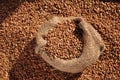 buckwheat in bag harvest crop coronavirus food