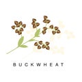 Buckwheat Ear, Infographic Illustration With Realistic Cereal Crop Plant And Its Name