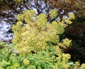 Buckwheat (Fagopyrum esculentum)