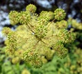 Buckwheat (Fagopyrum esculentum)