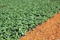 Green buckwheat crop on vegetable garden beds