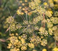 Buckwheat (Fagopyrum esculentum),