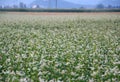 Buckwheat - fagopyrum esculentum field