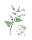 Buckwheat Fagopyrum esculentum