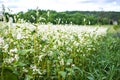 Buckwheat, Fagopyrum esculentum, Japanese buckwheat and silverhull buckwheat blooming on field. Close-up flowers of buckwheat