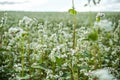 Buckwheat, Fagopyrum esculentum, Japanese buckwheat and silverhull buckwheat blooming on the field. Close-up flowers of buckwheat