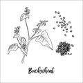 Buckwheat, Fagopyrum esculentum, sorrel, knotweed, rhubarb, Japanese buckwheat, blooming plant and grain. Ink pen sketch