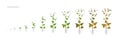 Buckwheat Fagopyrum Polygonaceae Growth stages vector illustration