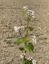 Buckwheat, Fagopyrum, tataricum