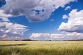 Buckwheat field