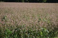 a buckwheat field in agriculture Royalty Free Stock Photo